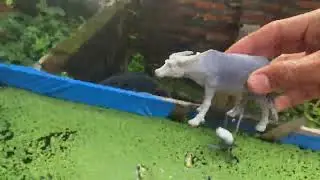 Find Animal Toys in Water | Learning Colors & Animals
