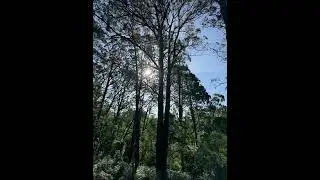 Forest Walk Guided Meditation | 15-Min Visualization for Deep Relaxation & Stress Relief 🌲✨