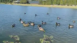 A big group of ducks enjoy the sun and the food at the park on a beautiful day 