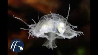 S&uuml;&szlig;wassermeduse - Craspedacusta sowerbii