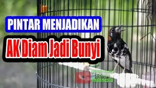 ANIS KEMBANG  BAGUS UNTUK MEMICU BUNYI ANIS KEMBANG RUMAHAN AGAR SELALU GACOR  #aniskembang