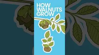 How Walnuts Grow #shorts