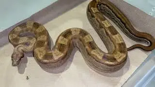 Aztec Motley 66% Het VPI female