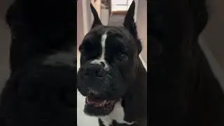 Вечная любовь #боксеры #собака #суперсобака #нора #boxer #boxerdog #boxerNora