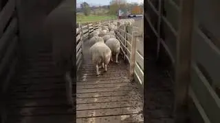 Queue chaos at the sheep gate🐑 #AnimalFails #funnyanimals #sheep #farmfails #AnimalFails #shortswtf