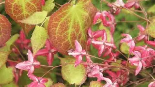 عشبة العنزة - فوائد عشبة العنزة
