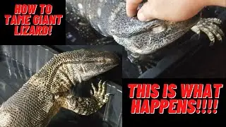 How To Become Friends With Monitor Lizard! Watch Till End! How To Tame