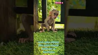 Baby monkey has the ITCHIEST DAY EVER 😂🐒 You Won&rsquo;t Believe What He Does!
