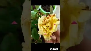 DIFFERENT ROSES DIY|| easy gardening diy || small garden at home #diy #gardening #gardeningdiy