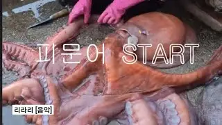 강릉 피문어 라이브
