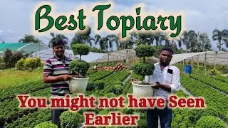 The Best Kamini topiary You might not have Seen Earlier. Green View Nursery and Seeds, Kolkata