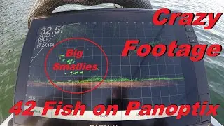 Bass Fishing with Garmin Panoptix: Lake James Fishing Guide- Crazy Day!