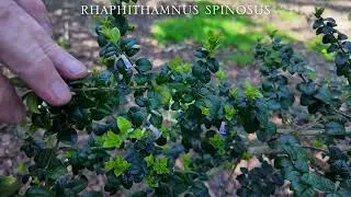 Rhaphithamnus spinosus
