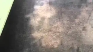 How to get rid of pet stains on wool carpet