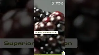 How to sort blackberries with a Novus belt sorter?