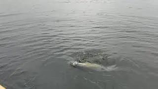 Croton Reservoir 5-1-19 6pm