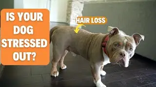 Your Dog is STRESSED OUT!?!?! (Dog Hair Loss)