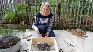 Kartoffelernte - Blaue St Galler im K&uuml;bel und im Freiland