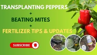 🌱Transplanting Peppers + Beating Mites +Fertilizer Tips & Full Garden Update 🌱| Yaad Gardeners Ep. 9