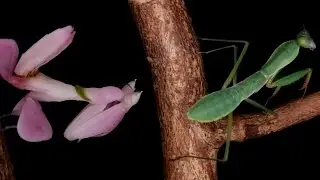 Praying mantids [Inferion7]