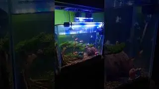 Aquascape simple 😁