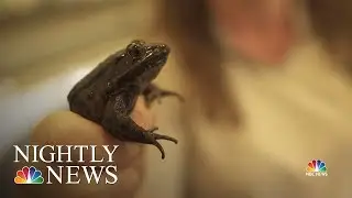 Biologists In California Are Bringing Back The Red-Legged Frog | NBC Nightly News