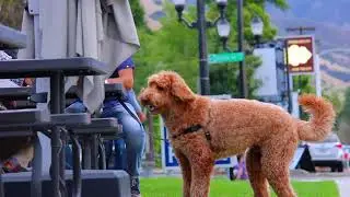 Holladay, Utah - Neighborhood Highlight Video