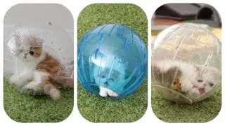 Wanted: Kittens in Toy Capsule