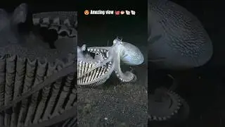 😍 Beautiful view of the great war between two shells🐚🐚🦪🐬🦑#Short video #Ytshort