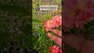 ഇതാണത്രേ യെല്ലോ ഓർക്കിഡ് റോസ് ❌യെല്ലോ ഫെയറി റോസ് #rose