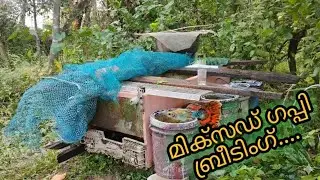 മിക്സഡ് ഗപ്പി ബ്രീടിംഗ്... ✨