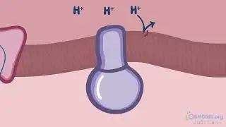 Osmosis Electron transport chain and oxidative phosphorylation