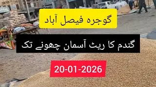 Today Grain Market Rates updates. Wheat price very high. Agriculture life. Punjab galla mandi.gandam