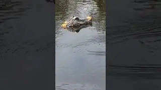 Definitely Alligator Decoy to Deter Muscovy Ducks, Hardware Back of Head, No Body! Oviedo, Florida