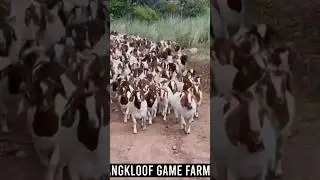 Boer Goats farming #boer #boergoat #farmanimals