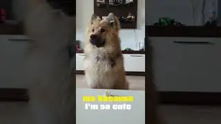 Who can resist taking a Picture ?? #shorts #eurasier #cute