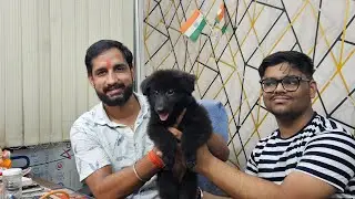 Amit pet shop sell black german sephered female puppy any query pls call 8353948493#azamgarh#petshop