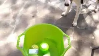 Dogbook Movie: Go Dog Go
