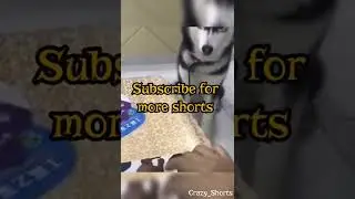Crazy Dog's reaction#shorts