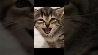 😻😻Funny Cute Animals Video Online | Cute Cat Funny Reaction Compilation | Kiki Funny
