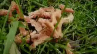 Clathrus Cancellatus