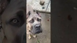 What&rsquo;s one thing you wish your dog knew? #corso #canecorso #puppy #dogtraining #fyp #tags