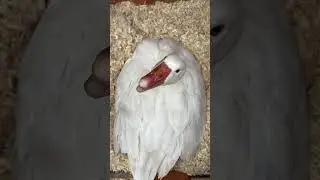 #shorts #shortsvideo #viralshorts #foryou #mom #angrygoose #duckwinycius