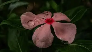 Easy mobile photography of flower🌸