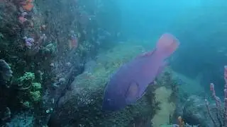 Blue Grouper scuba diving Sydney North Harbour Aquatic Reserve best dive site