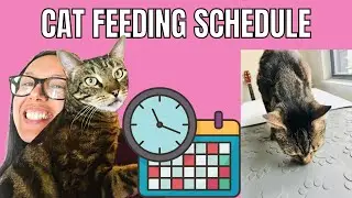 Why I feed my cat at scheduled mealtimes (and you probably should too)