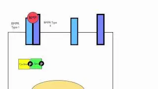 Canonical and Non-Canonical BMP-SMAD Signalling