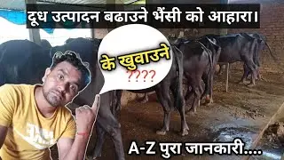 भैंसी पालन | भैंसी को आहार ब्यवस्थापन | Feed Management In Buffalo Farming | Quality Feed 🔥