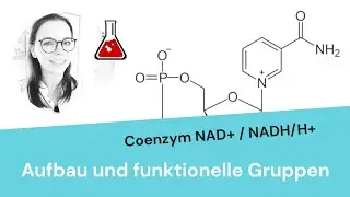 Coenzym NAD+ bzw. NADH/H+ erklärt (mit funktionellen Gruppen)