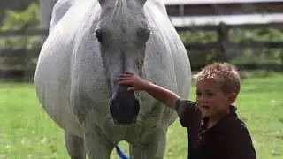 THE ARABIAN HORSE